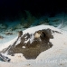 stingray_roughtail_lab_jar_h_0046_cub0480.jpg